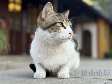 探寻数字时代的“福利下载”:资源获取的常见路径与体验分享